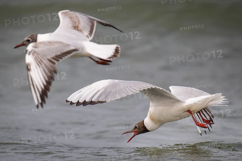 Black-headed gulls (Chroicocephalus ridibundus) in summer plumage, flying over the surf, looking for small fish, near Hvide Sande, Ringkøbing Fjord, North Sea, Denmark, Europe