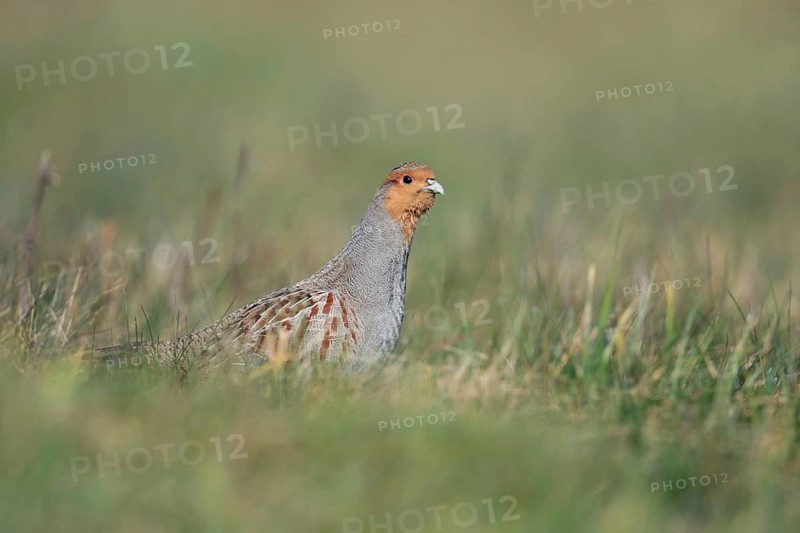 Always on the lookout... Grey partridge (Perdix perdix) walks cautiously and vigilantly through a natural meadow with its head held high, grey partridges have many predators, but habitat destruction is their biggest problem, Lower Rhine, North Rhine-Westphalia, Germany, Western Europe, Europe