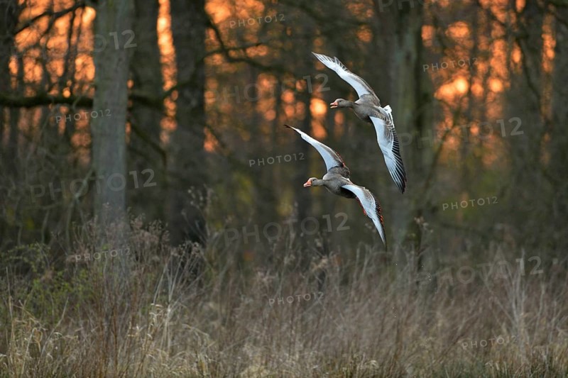 After sunset... Greylag geese (Anser anser), wild geese flying to their roosts in the reeds, pair, couple, two flying wild geese in front of a beautiful, natural backdrop, wildlife, Lower Rhine, Rhineland, North Rhine-Westphalia, Germany, Western Europe, Europe