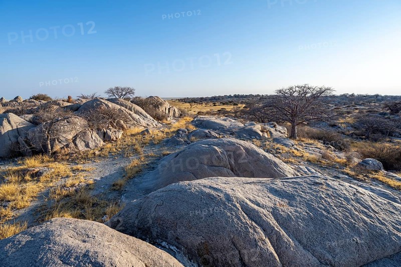 Round rocks and baobabs (Adansonia digitata) on Kubu Island with a view over the salt pan in the evening light, Kubu Island (Lekubu), Sowa Pan, Makgadikgadi Salt Pans, Botswana, Africa
