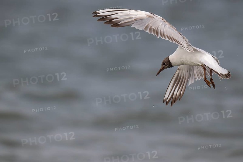 One-year-old Black-headed Black-headed Gull (Chroicocephalus ridibundus) in summer plumage, in flight above the sea surface, looking for small fish, near Hvide Sande, Ringkøbing Fjord, North Sea, Denmark, Europe