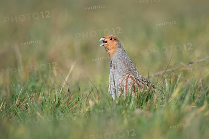 The mating call... Grey partridge (Perdix perdix), partridge in a natural meadow calls during the mating season in early spring, February, March, Lower Rhine, North Rhine-Westphalia, Germany, Western Europe, Europe