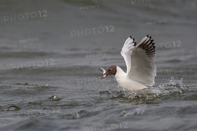 Black-headed gull (Chroicocephalus ridibundus) in summer plumage, swimming with a small fish in its beak, near Hvide Sande, Ringkøbing Fjord, North Sea, Denmark, Europe