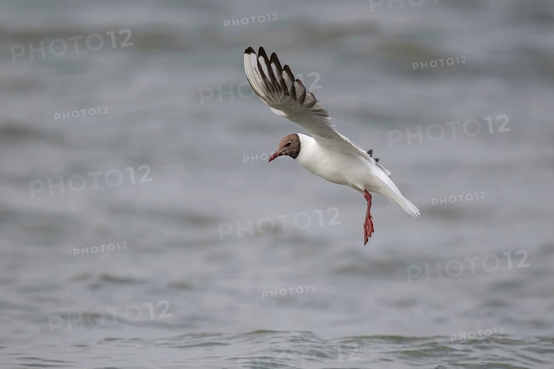Black-headed gull (Chroicocephalus ridibundus) in summer plumage, in flight above the sea surface looking for small fish, near Hvide Sande, Ringkøbing Fjord, North Sea, Denmark, Europe