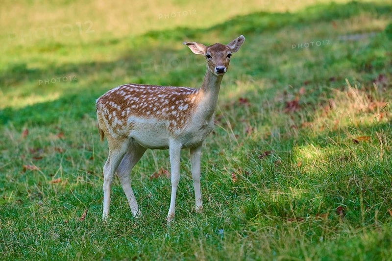Fallow deer (Dama dama), female, with attentive frontal view on a grassy area, Germany, Europe