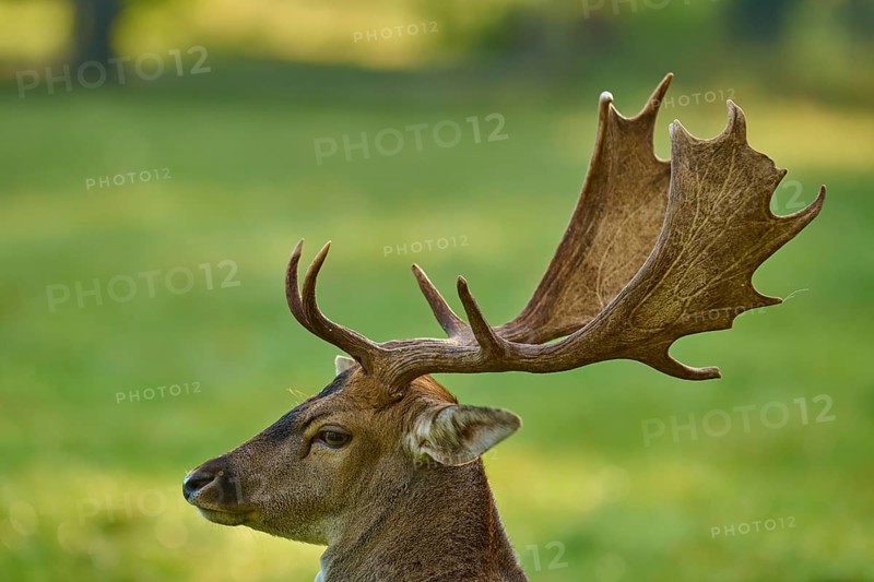 Fallow deer (Dama dama), with impressive antlers on a green meadow, Germany, Europe