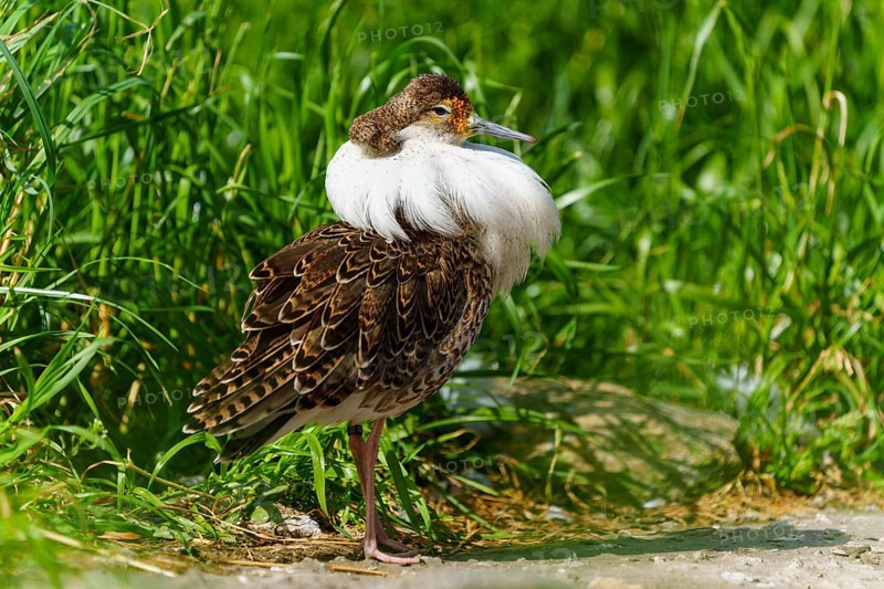 A bird with colourful plumage stands in a meadow in the sunlight, Ruff (Calidris pugnax, Syn.: Philomachus pugnax), France, Europe