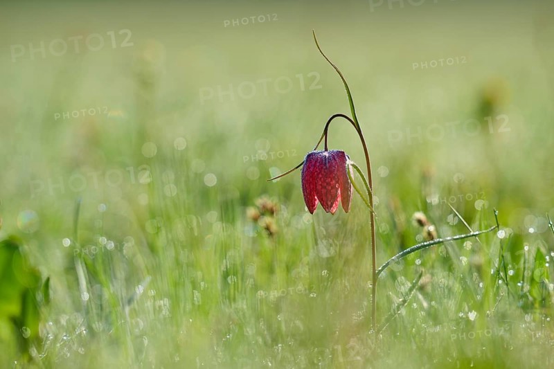 Snake's Head Fritillary or lapwing (Fritillaria meleagris), flower protruding from a green, dewy meadow, spring, Jossa, Sinntal, Spessart, Hesse, Germany, Europe