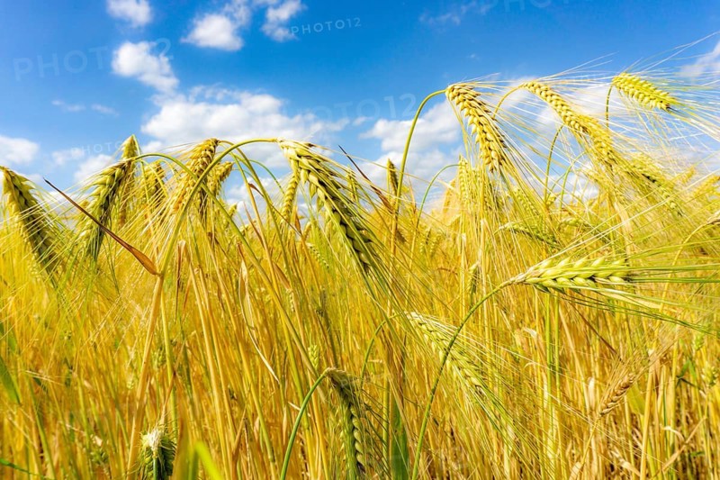 Grain field, in front of harvest, barley, near Bottrop-Kirchhellen, North Rhine-Westphalia, Germany, Europe
