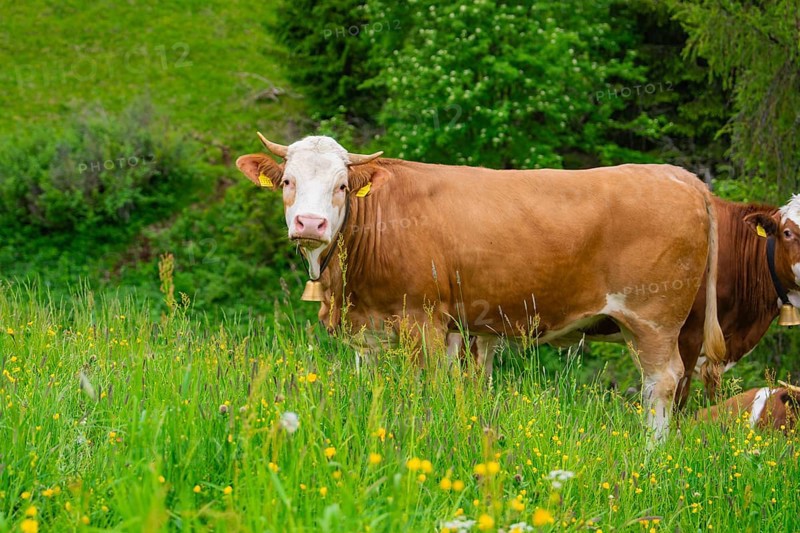 Brown cow on a flowering meadow in a natural landscape, Alpe di Siusi, South Tyrol, Dolomites, Italy, Europe