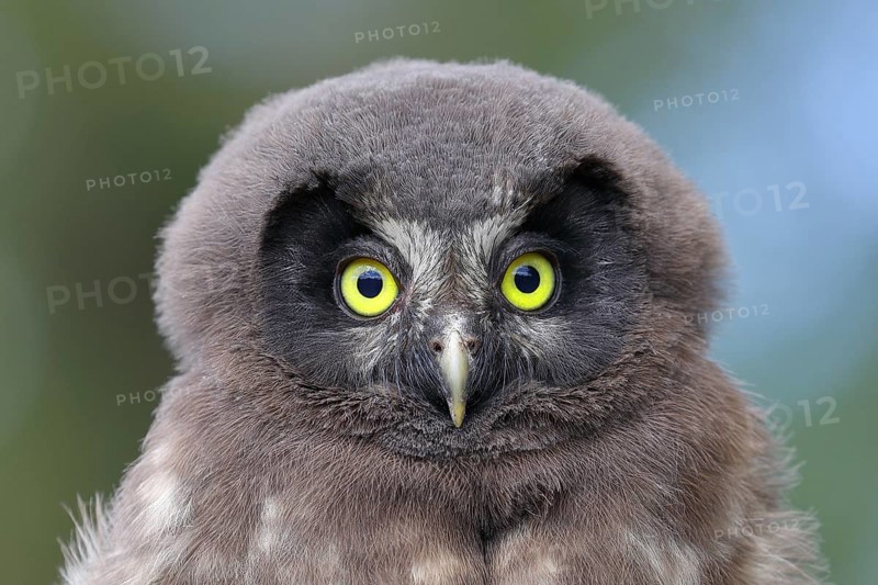 Great Horned Owl (Aegolius funereus), young bird, animal portrait, North Rhine-Westphalia, Germany, Europe