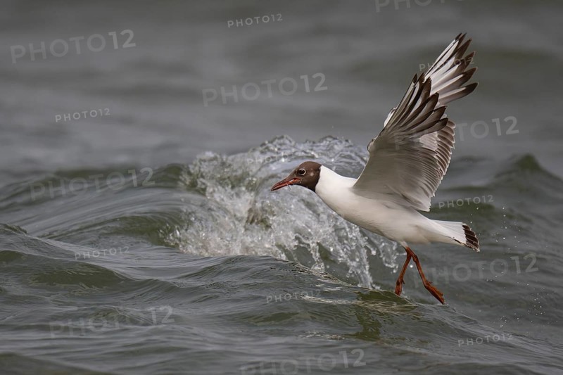 Black-headed gull (Chroicocephalus ridibundus) in summer plumage, flying above the sea surface, looking for small fish, near Hvide Sande, Ringkøbing Fjord, North Sea, Denmark, Europe