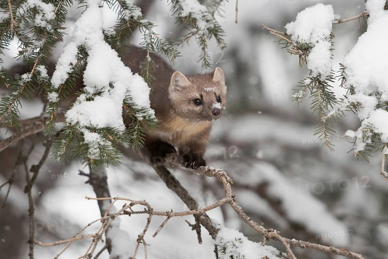 In the tree... American pine marten (Martes americana) in the snow, marten balances on the thin branch of a coniferous tree, hunts small birds in winter, needle-tipped claws, agile and skilful hunter, Yellowstone, Wyoming, North America, United States of America