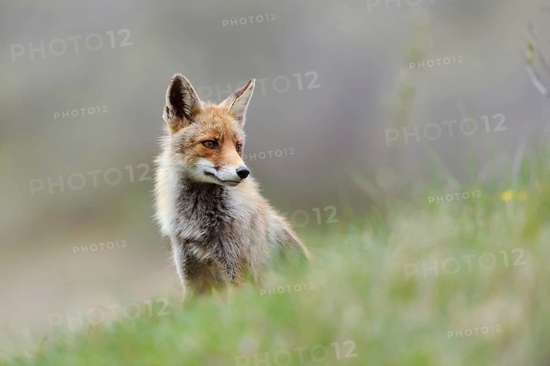 Undecided... Red fox (Vulpes vulpes) sitting on a slope in the grass, looking around indecisively, photo taken in summer, summer fur, native nature, North Rhine-Westphalia, Germany, Western Europe, Europe