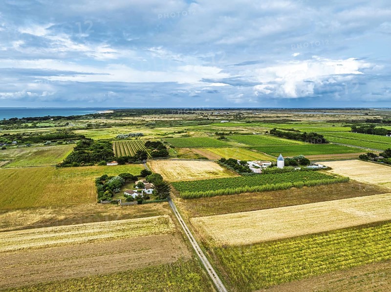 Fields and Grape plantations from a drone, Saint-Clement-des-Baleines, Atlantic, France, Europe