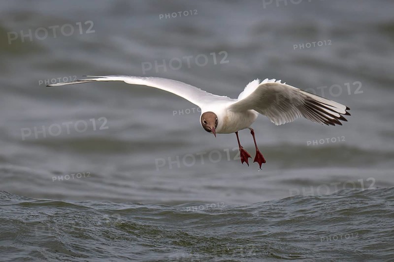 Black-headed gull (Chroicocephalus ridibundus) in summer plumage, flying above the water surface, looking for small fish, near Hvide Sande, Ringkøbing Fjord, North Sea, Denmark, Europe