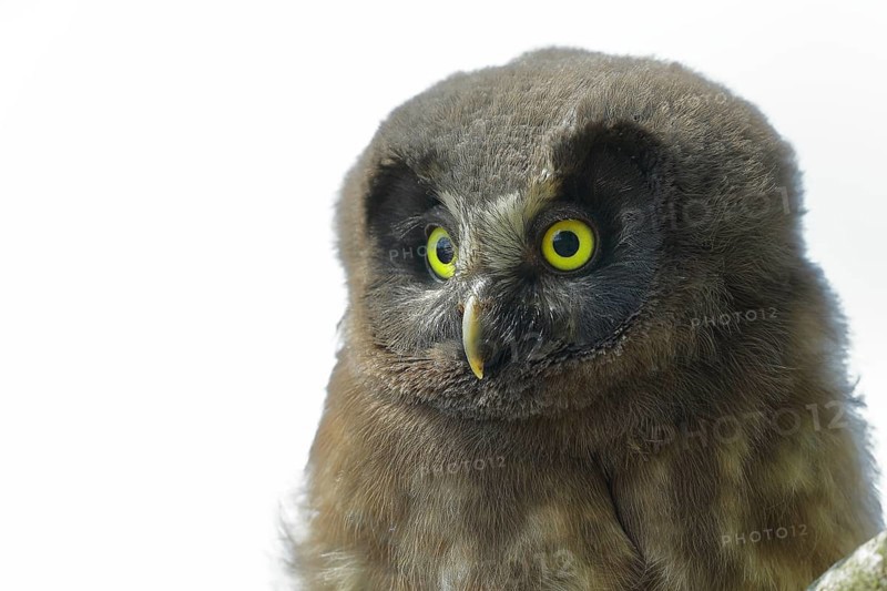 Great Horned Owl (Aegolius funereus), young bird, animal portrait, North Rhine-Westphalia, Germany, Europe