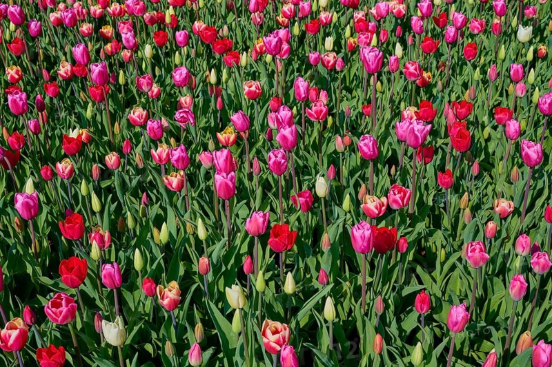 Field full of pink and red tulips in a dense sea of flowers, Keukenhof, Lisse, province of South Holland, Netherlands