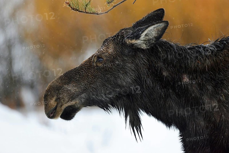 Moose (Alces alces), cow moose, head portrait of an adult female, on a rainy day in winter, soaked to the skin, in the rain, detailed close-up, portrait, cropping, wildlife, nature in Yellowstone NP, Grand Teton, Wyoming, USA, North America, United States of America, North America