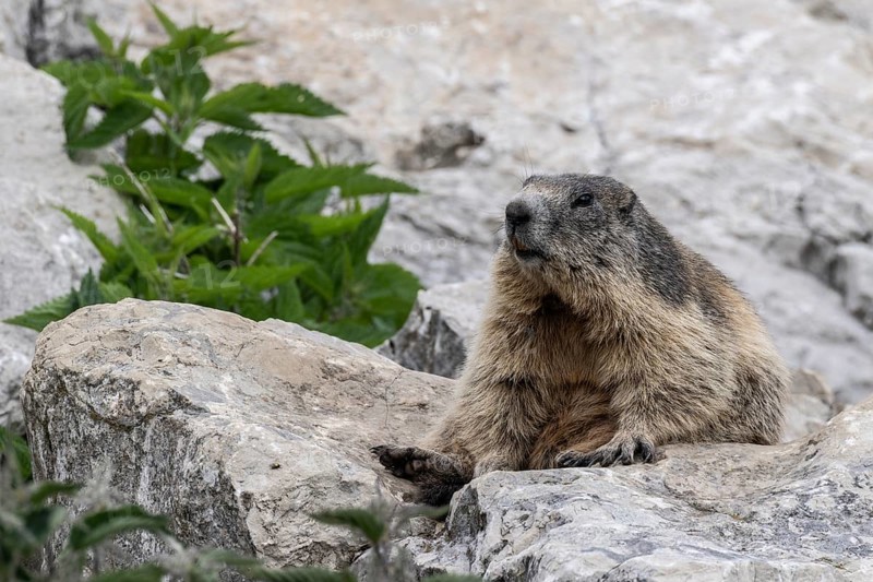 Marmot (Marmota marmota), Monte Baldo, Italy, Europe