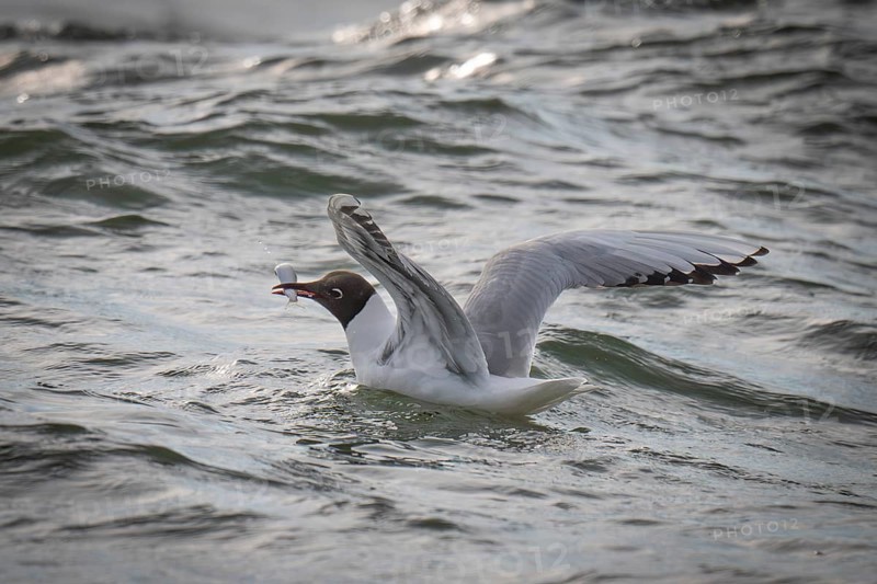 Black-headed gull (Chroicocephalus ridibundus) in summer plumage, swimming on the sea surface with a small fish in its beak, near Hvide Sande, Ringkøbing Fjord, North Sea, Denmark, Europe