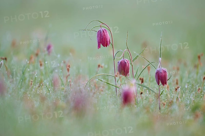 Snake's Head Fritillary or lapwing (Fritillaria meleagris), with dew on a damp meadow, soft and calm appearance, spring, Jossa, Sinntal, Spessart, Hesse, Germany, Europe