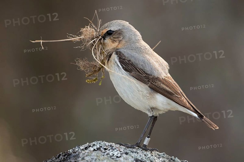 With nesting material in its beak... Wheatear (Oenanthe oenanthe), ringed bird, female prepares nest, native birds, wildlife, nature, southern Sweden, Sweden, Scandinavia, northern Europe, Europe