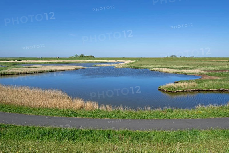 Path and pond in brackish polder at nature reserve Zandkes from Natuurmonumenten near Dijkmanshuizen on the island Texel, North Holland, Netherlands