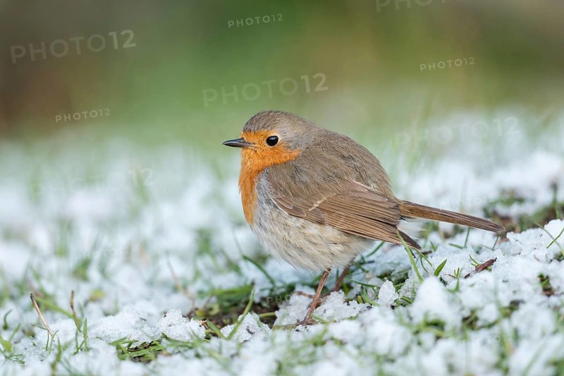 Sudden onset of winter... Robin (Erithacus rubecula) sits, perches with thickly fluffed up plumage in the garden on the lawn in the wet snow, searches for food, resident bird, lives with us all year round, North Rhine-Westphalia, Germany, Western Europe, Europe