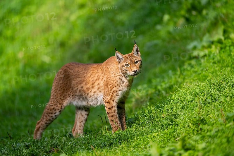 Eurasian lynx (Lynx lynx) on a meadow, Austria, Europe