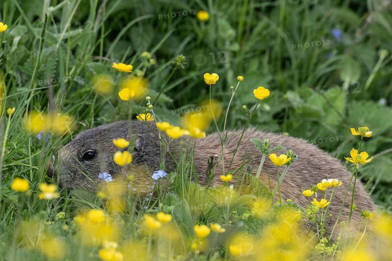 Marmot (Marmota marmota), Monte Baldo, Italy, Europe