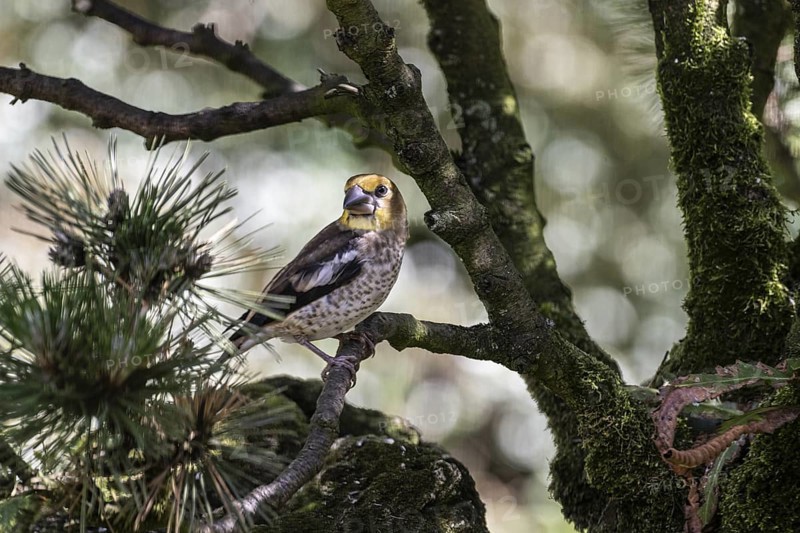 Hawfinch (Coccothraustes coccothraustes), juvenile, Emsland, Lower Saxony, Germany, Europe