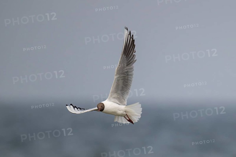 Black-headed gull (Chroicocephalus ridibundus) in summer plumage, flying above the sea surface, looking for small fish, near Hvide Sande, Ringkøbing Fjord, North Sea, Denmark, Europe