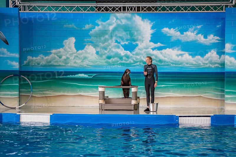 Trainer working with sea lion during show at Ocean Adventures Marine Park in Gulfport, Mississippi
