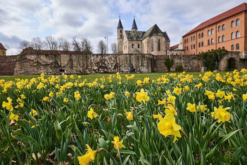 Daffodil (Narcissus pseudonarcissus), old town, flower bed, lawn, city wall, city fortification, monastery church, depth of field, blue sky, cumulus clouds, Fürstenwallstraße, Magdeburg, state capital, independent city, Saxony-Anhalt, Germany, Europe