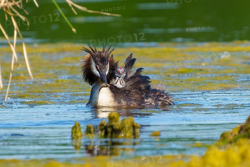 Great Crested Grebe with chick on back swimming in water looking down, Great Crested Grebe, (Podiceps Scalloped ribbonfish), with chick, wildlife, Germany, Europe