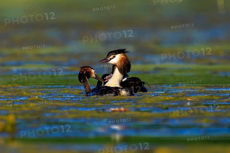 Great crested grebes interacting gently in the water, a scene full of family feeling and tranquillity, Great crested grebe, (Podiceps Scalloped ribbonfish), with chicks, wildlife, Germany, Europe