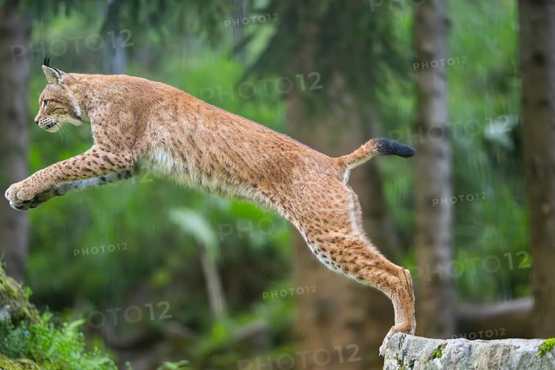 Eurasian lynx (Lynx lynx) jumping from a rock, Austria, Europe
