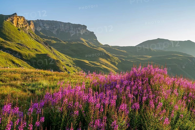 Fireweed (Chamaenerion angustifolium) blooming at sunrise in the Mountains at Hochalpenstraße, view from Fuscher Lacke, Pinzgau, Salzburg, Austria, Europe