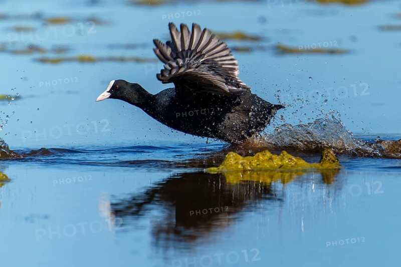 Eurasian Coot running through the water with spread wings, splashing water and blue sky are reflected, Coot, (Fulicia atra), wildlife, Germany, Europe