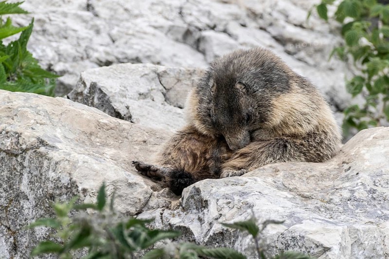 Marmot (Marmota marmota), Monte Baldo, Italy, Europe