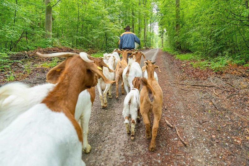Herd of goats being led along the forest path by a man, Gechingen forest pasture, compensation project for the Hermann Hesse railway to create ecological habitats for endangered species, Calw district, Germany, Europe