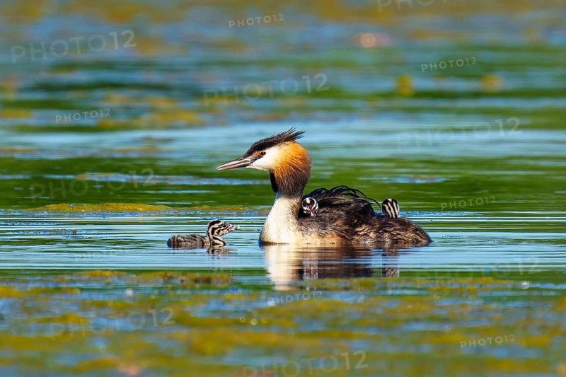 Great Crested Grebe with chicks next to each other in green water, Great Crested Grebe, (Podiceps Scalloped ribbonfish), with chicks, wildlife, Germany, Europe