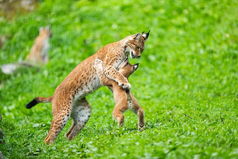 Eurasian lynx (Lynx lynx) youngster on a meadow, Bavaria, Germany, Europe