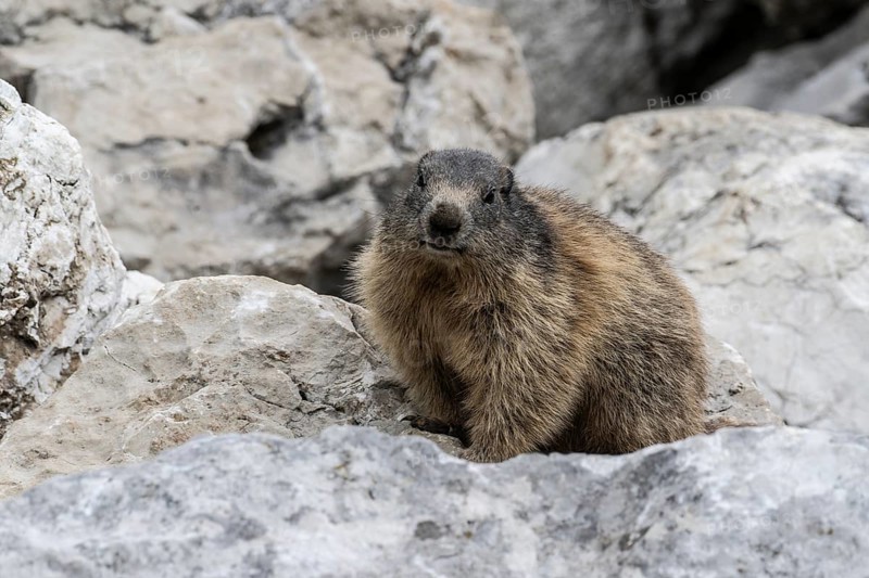 Marmot (Marmota marmota), Monte Baldo, Italy, Europe