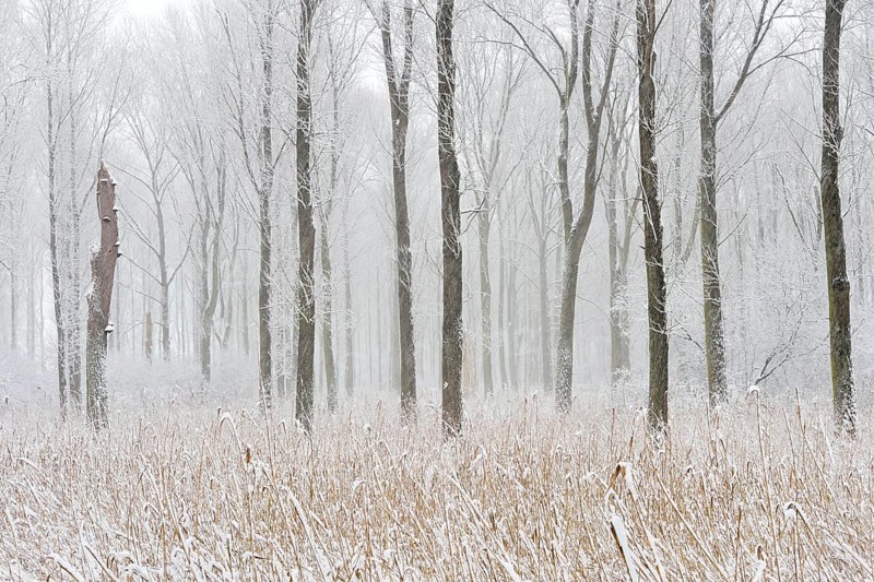 Onset of winter... Ilvericher Altrheinschlinge, Rheinkreis Neuss, snowy winter landscape in the quarry forest, alluvial forest on the Lower Rhine, in the last remaining natural Rhine floodplains, Lower Rhine, Rhineland, North Rhine-Westphalia, Germany, Western Europe, Europe