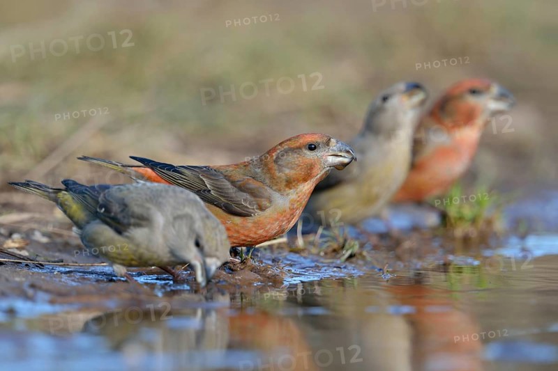 Small flock... Pine Crossbill (Loxia pytyopsittacus), Pine Crossbills, male and female sitting on the ground at a puddle, drinking, food species with conspicuous crossed bills, Crossbills, Netherlands, Western Europe