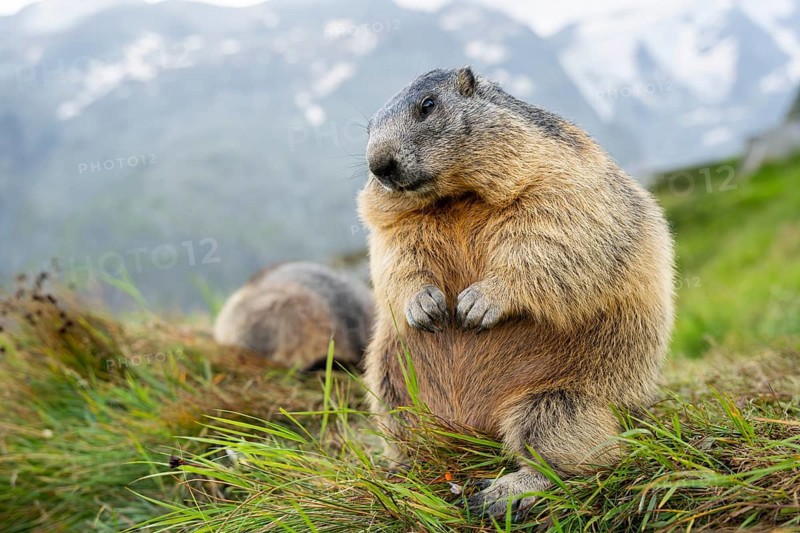 Alpine marmot (Marmota marmota) in autumn, Grossglockner, High Tauern National Park, Austria, Europe