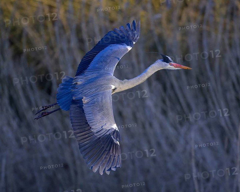 Grey heron (Ardea cinerea), in flight, evening light, grazing light, Neckar valley, Baden-Württemberg, Germany, Europe