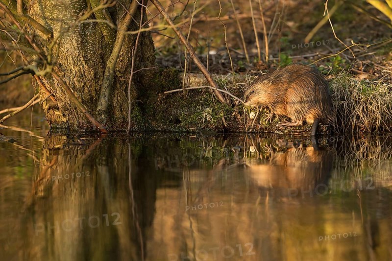 Naturalised... Muskrat * Ondatra zibethicus *, also called muskrat, invasive species in Germany, native to North America, sits on the bank of a natural body of water, eats a mussel, wildlife, Lower Rhine, North Rhine-Westphalia, Germany, Western Europe, Europe